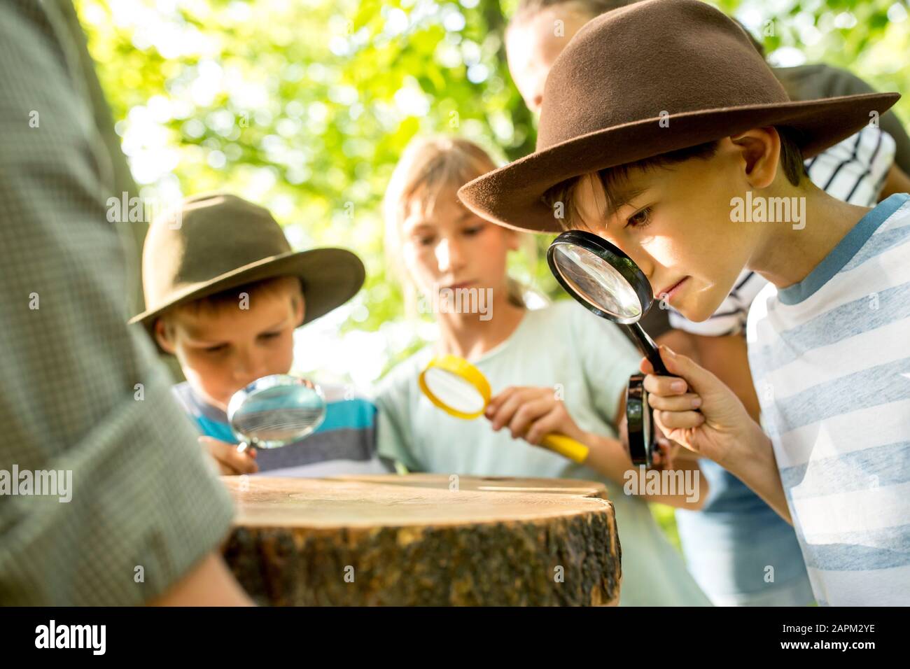 Tree Trunks Kids School children examining annual rings of a tree trunk Stock Photo - Alamy