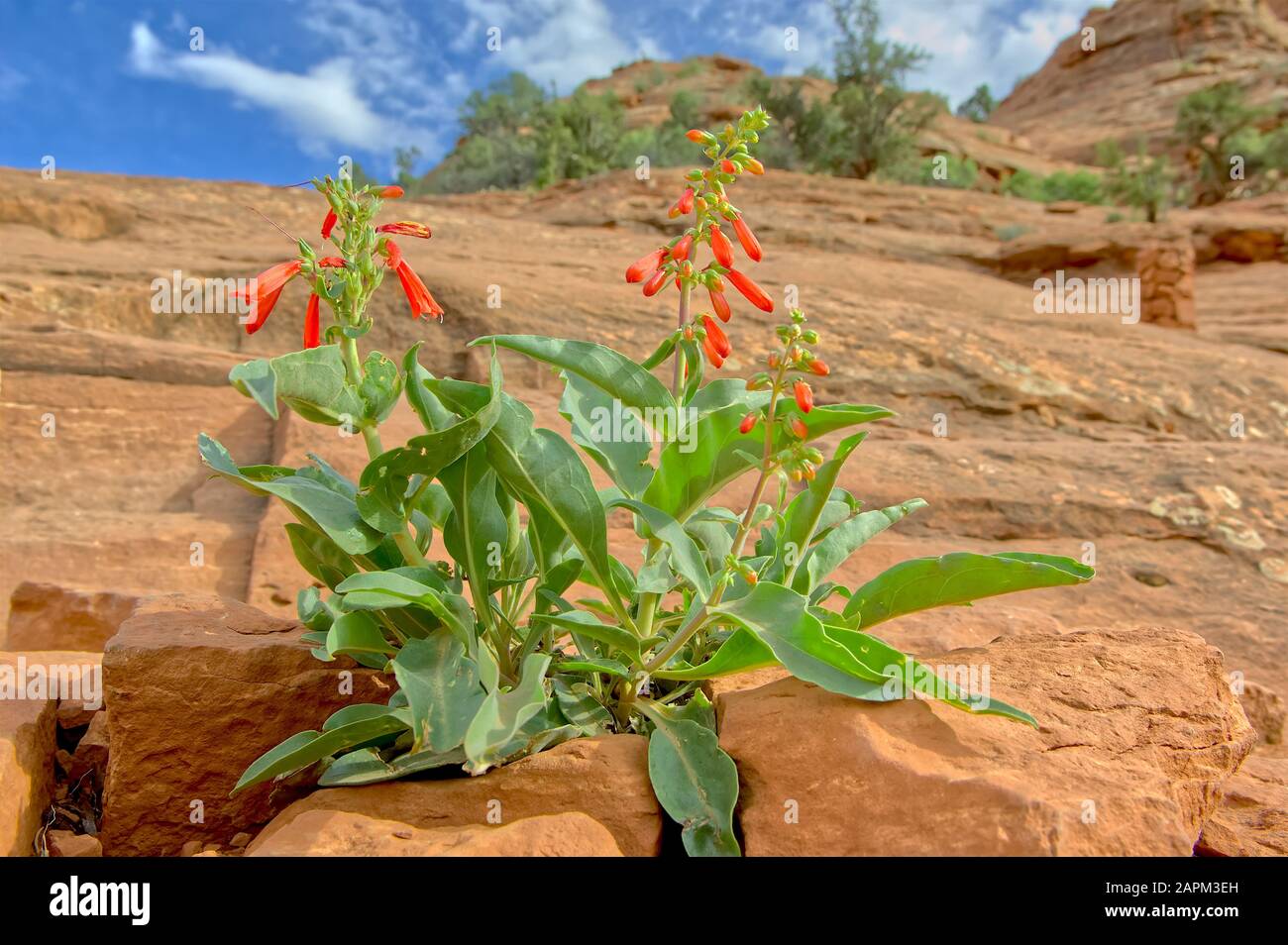 A wildflower native to Arizona growing in a fissure of sandstone on the slope of Sedona's Cathedral Rock showing that even stone cannot stop life from Stock Photo