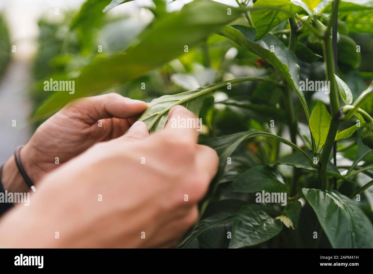 Woman's hands checking leaf of Capsicum in a greenhouse, Almeria, Spain Stock Photo