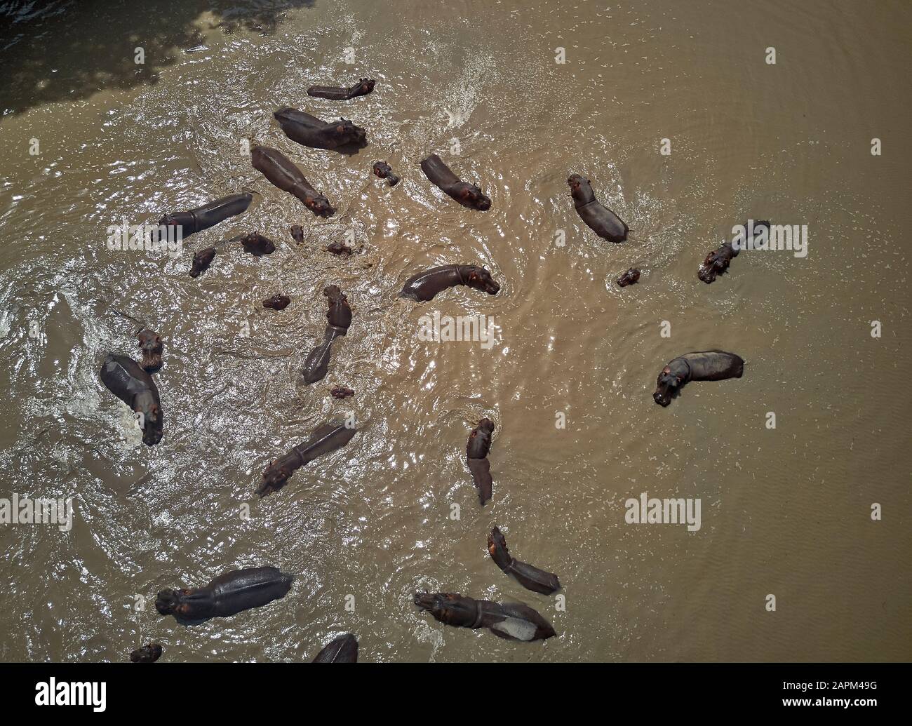 Benin, Aerial view of herd of hippos swimming in brown Pendjari River Stock Photo