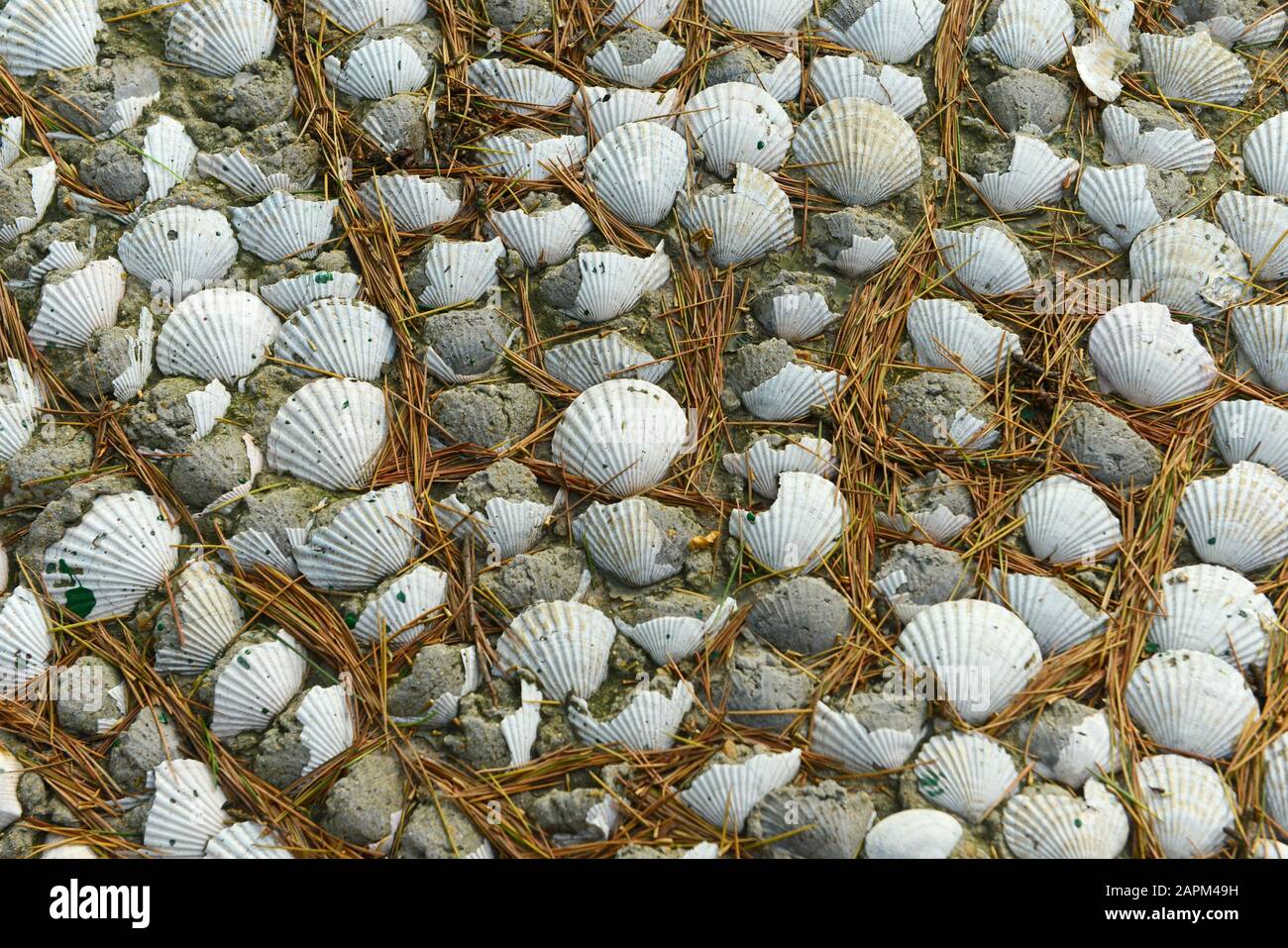 An unusual shell-covered concrete path feature in Signal Hill park in central Qingdao, Shandong province, China, with shells radiating out. Stock Photo