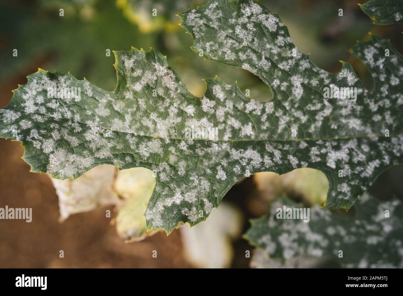 Zucchini crop infested by Leveillula Taurica, close-up Stock Photo