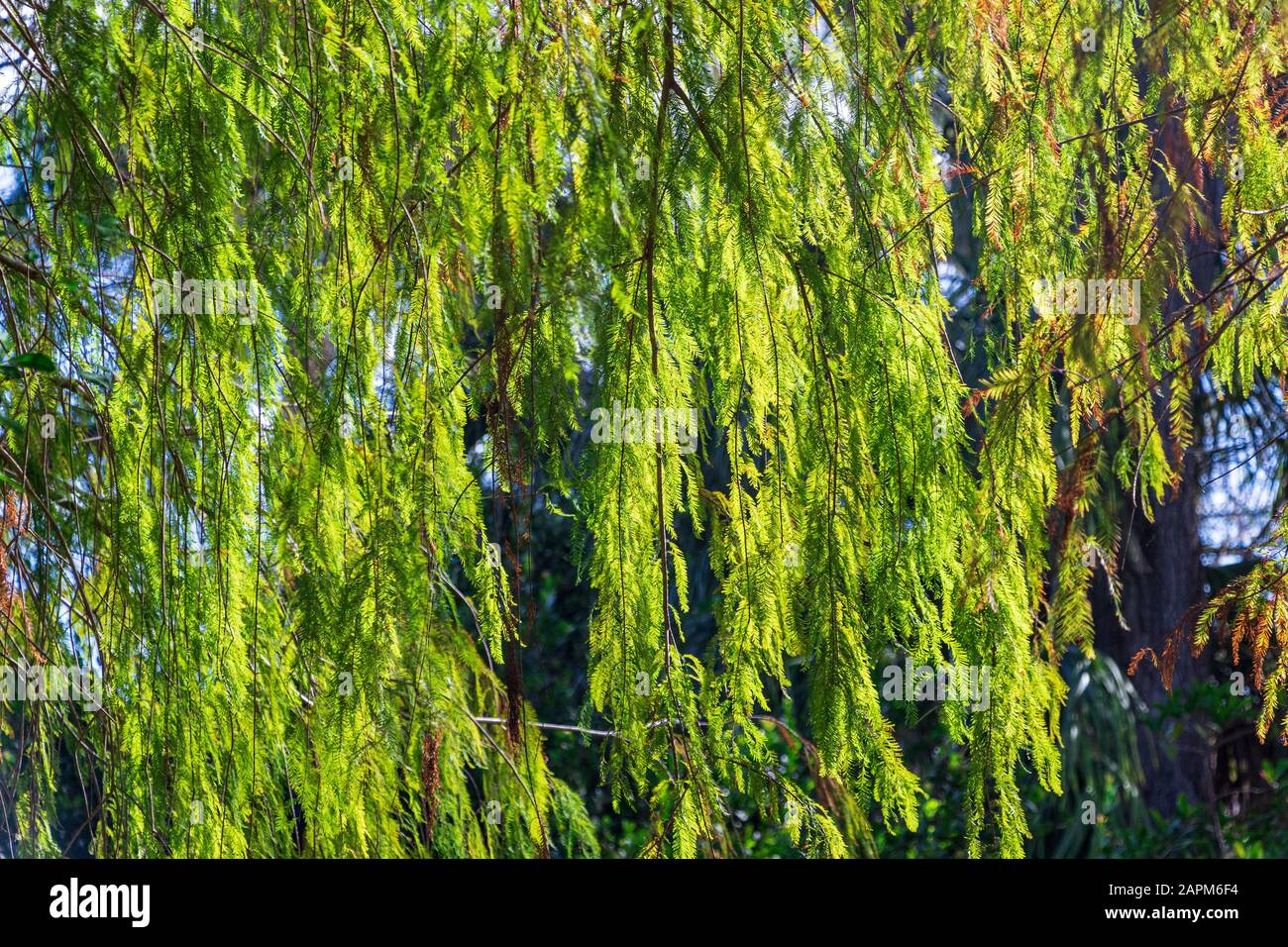 Taxodium Distichum Leaves High Resolution Stock Photography And Images Alamy