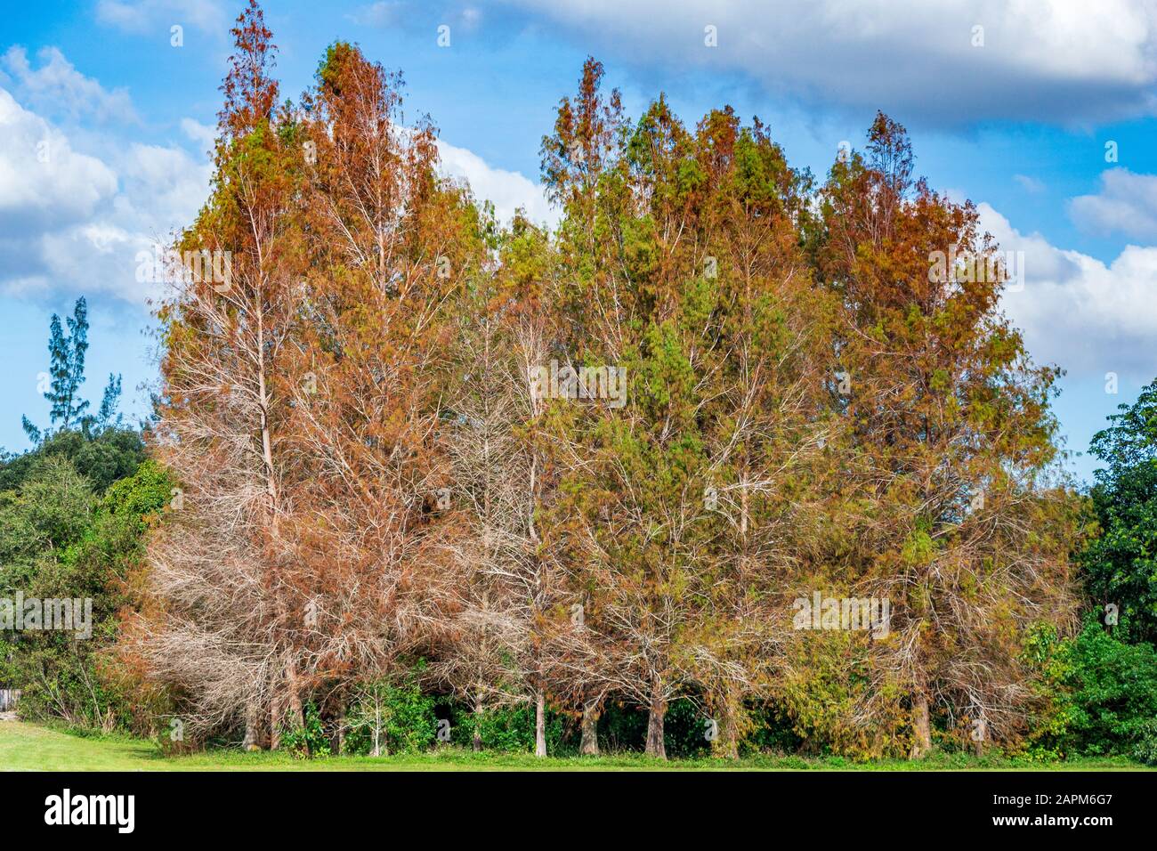 Bald cypress trees (Taxodium distichum) - Tree Tops Park, Davie, Florida, USA Stock Photo