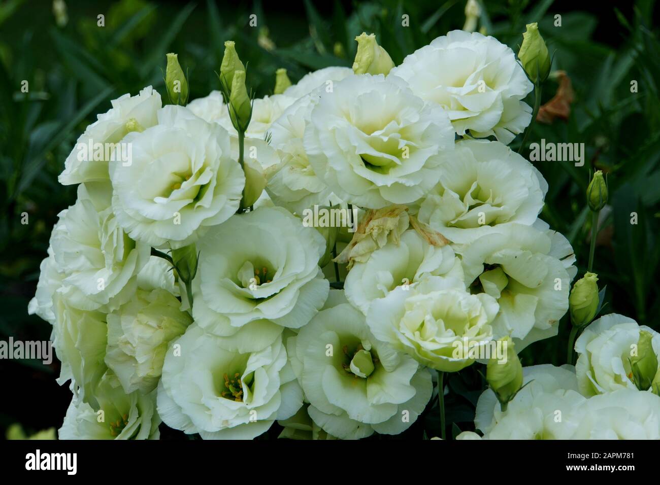 Beautiful white color of Lisianthus Mariachi Lime Green flowers Stock