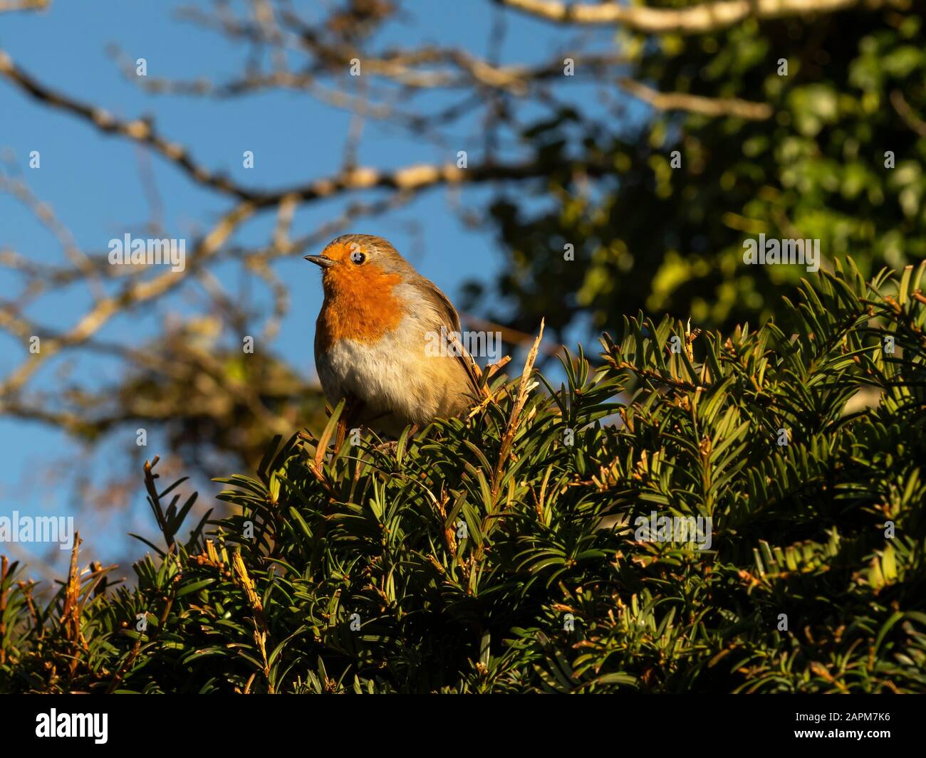 European robin, Erithacus rubecula, on a branch of a yew tree with a blue sky background Stock Photo