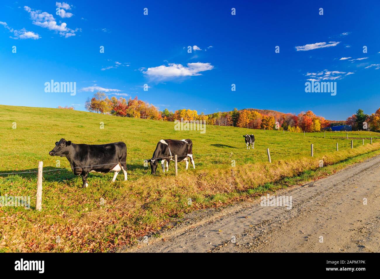 Vermont cows in field hi-res stock photography and images - Alamy