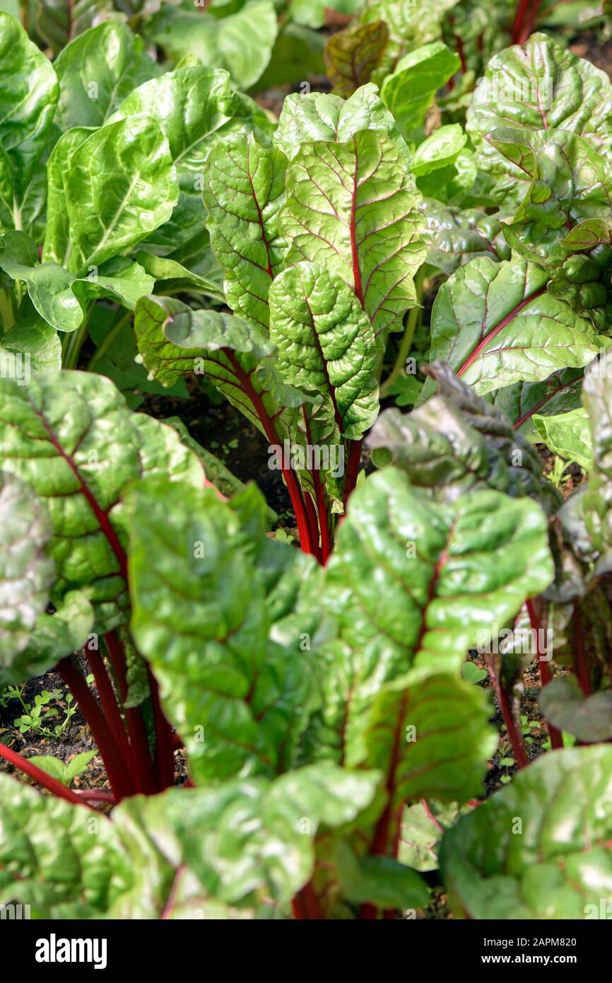 Organic Swiss chard or Red-stemmed chard in plantation field. Raw Swiss chard has rich content of vitamins A, K, C, E and the dietary minerals, magnes Stock Photo