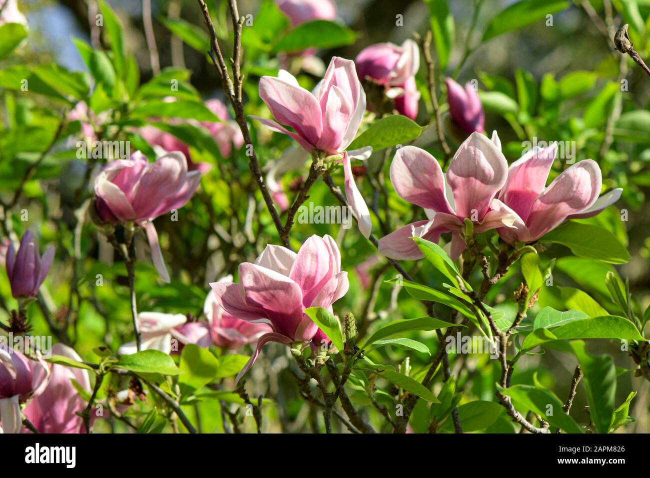 Pink Magnolia (Magnolia liliiflora.) or Tulip tree in botanical garden ...