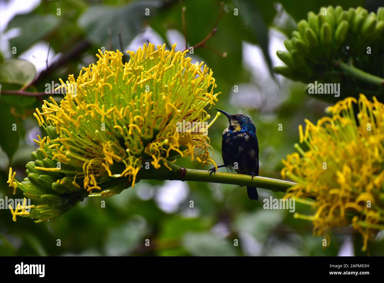 Shiny Purple Sunbird (Cinnyris asiaticus) perching on century plant, jnu, new delhi Stock Photo