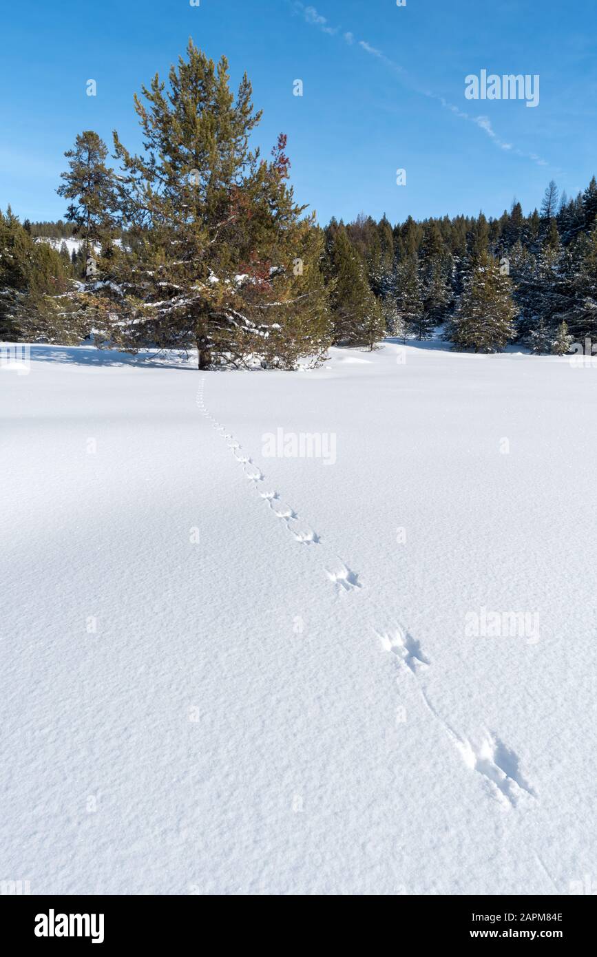 Squirrel tracks in snow, Wallowa County, Oregon Stock Photo Alamy