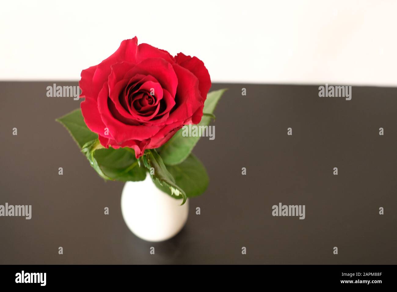 Close up red roses on white background Stock Photo - Alamy