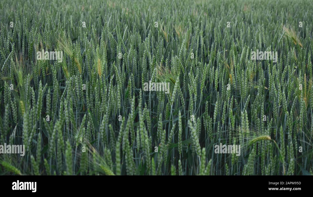 Wheat fields Stock Photo