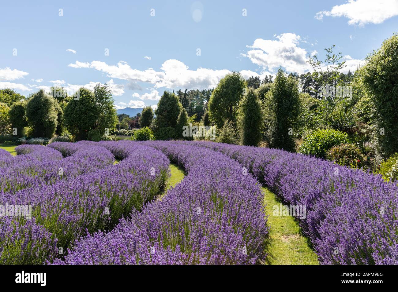 Curving rows of lavender at the Wanaka Lavender Farm, New Zealand Stock Photo