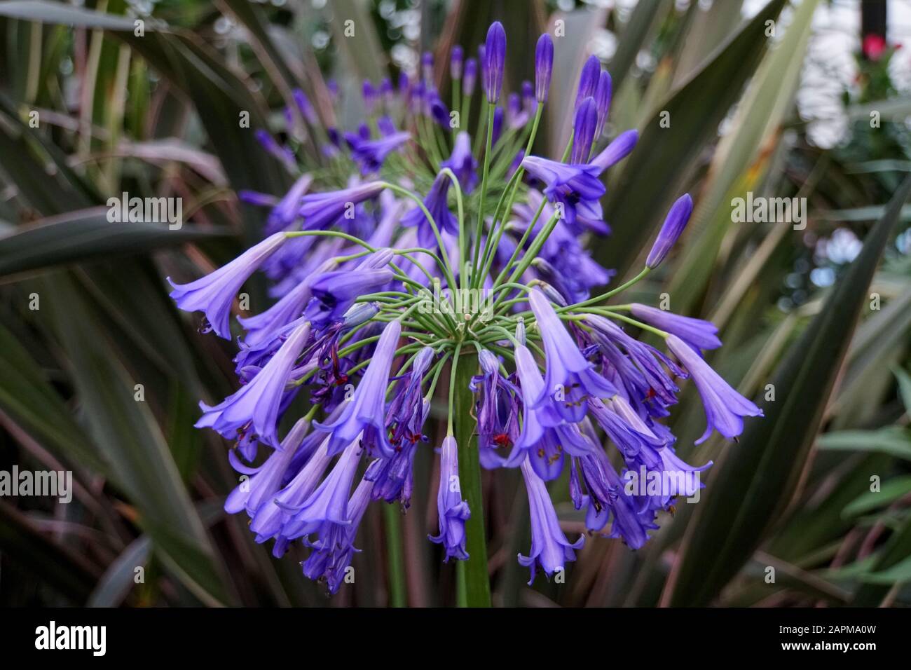 Beautiful cluster of Blue African Lily flowers Stock Photo