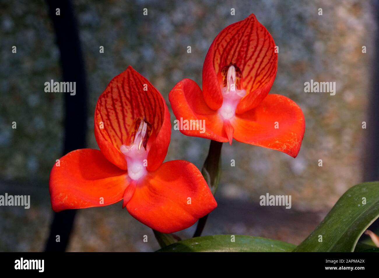 Disa Uniflora, tiny red orchids from South Africa Stock Photo