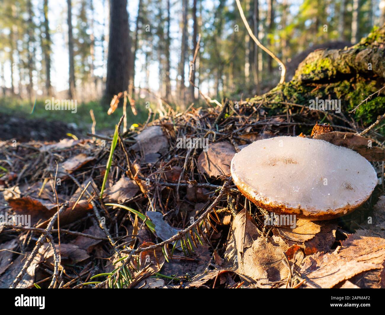 Small white mushroom amanita in green grass. Stock Photo