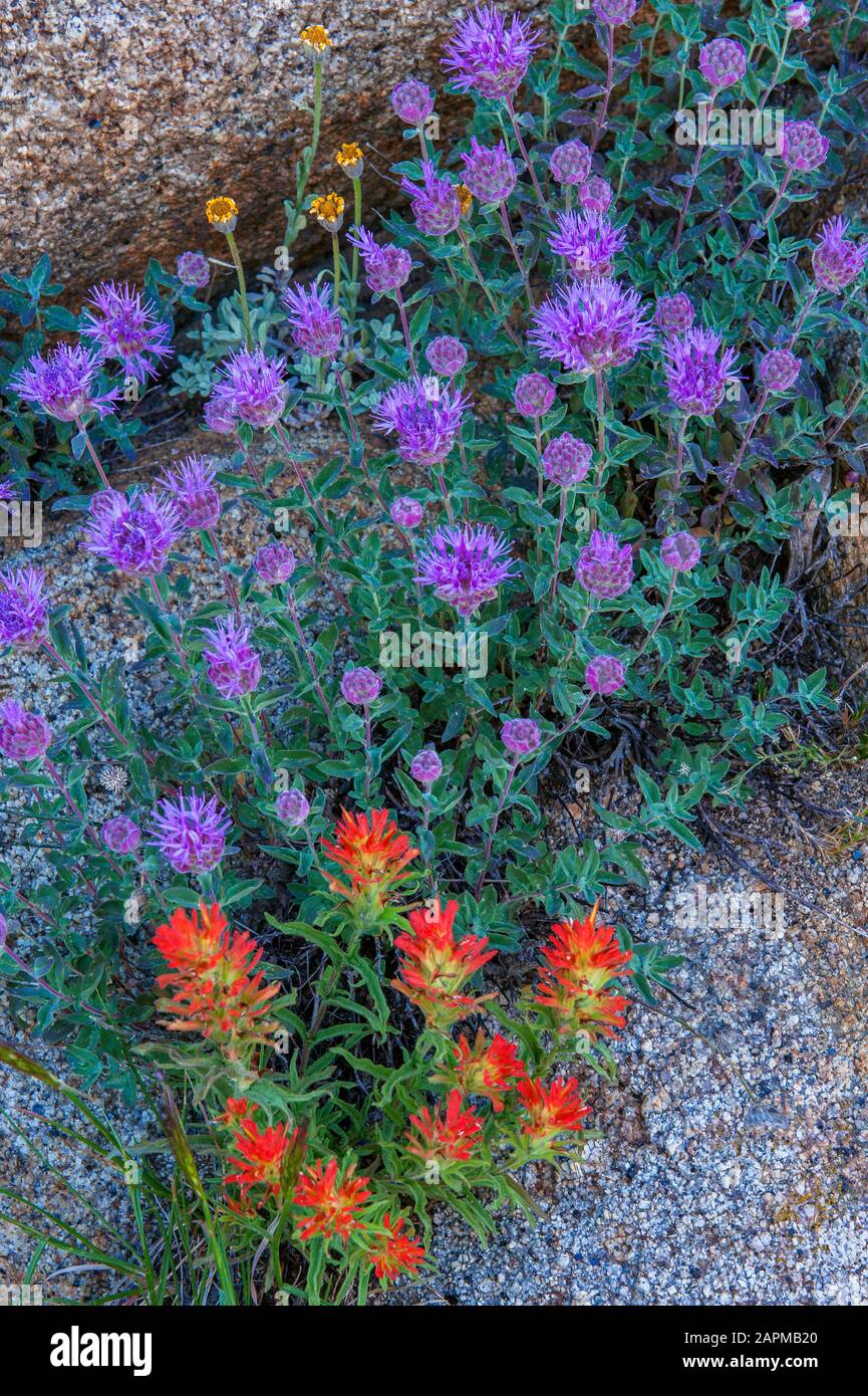 Indian Paintbrush, Silverleaf Phacelia, Toiyabe National Forest, Sierra Nevada, California Stock Photo