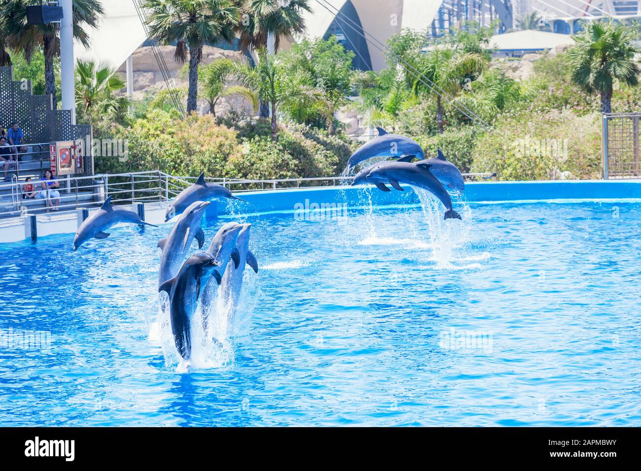 Dolphins show performed at the Oceanographic, City of Arts and Sciences, Valencia, Comunidad Autonoma de Valencia, Spain Stock Photo