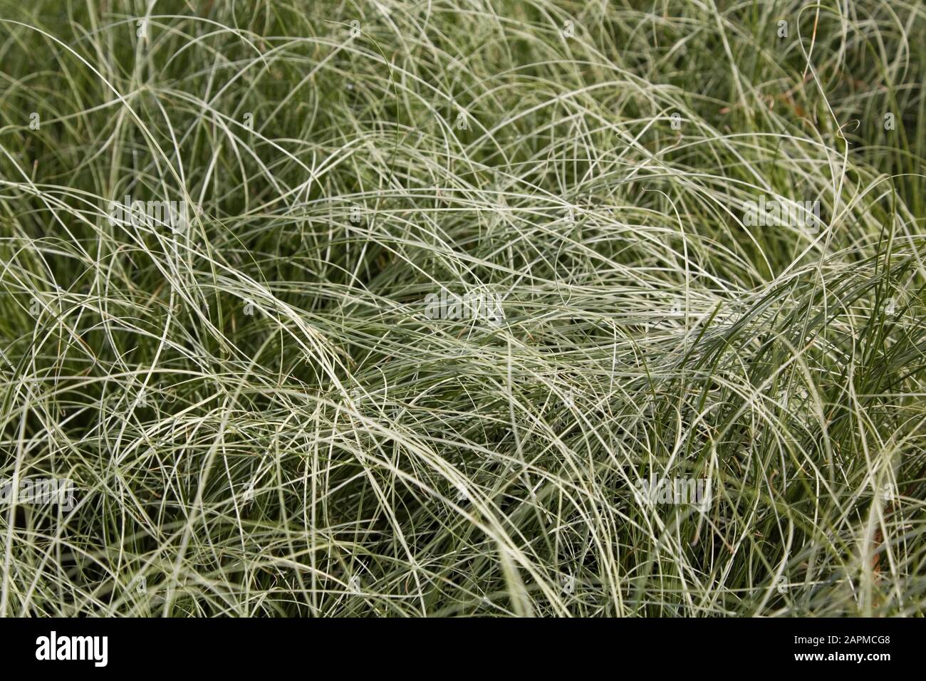 Carex Comans 'Amazon Mist' - New Zealand Hair Sedge in summer Stock Photo