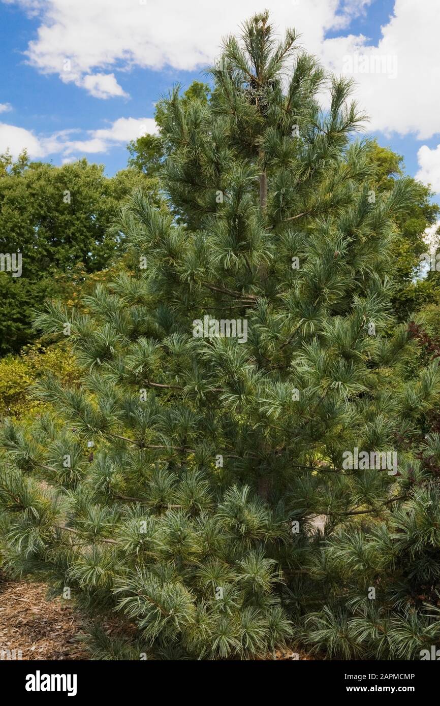 Pinus koraiensis - Korean Pine tree in summer Stock Photo