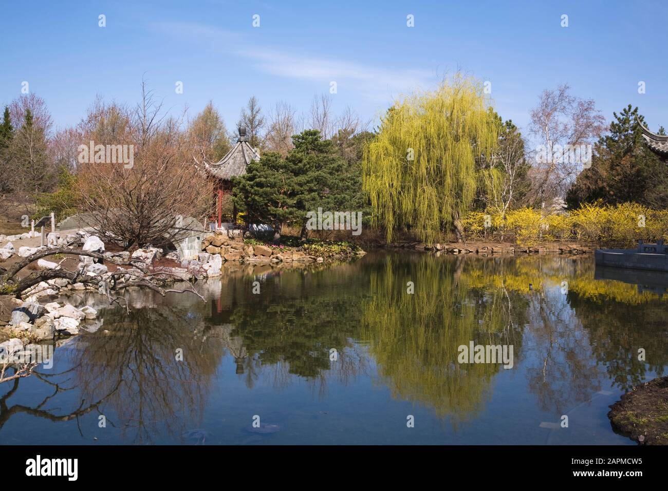 Lotus pond with the Pavilion of Infinite Pleasantness and Pinus - Pine and Salix - Weeping Willow Trees in spring, Montreal Botanical Garden, Quebec Stock Photo