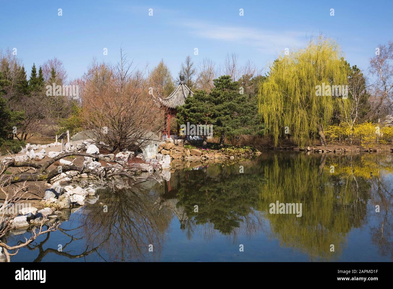 Lotus pond with the Pavilion of Infinite Pleasantness and Pinus - Pine and Salix - Weeping Willow Trees in spring, Montreal Botanical Garden, Quebec Stock Photo