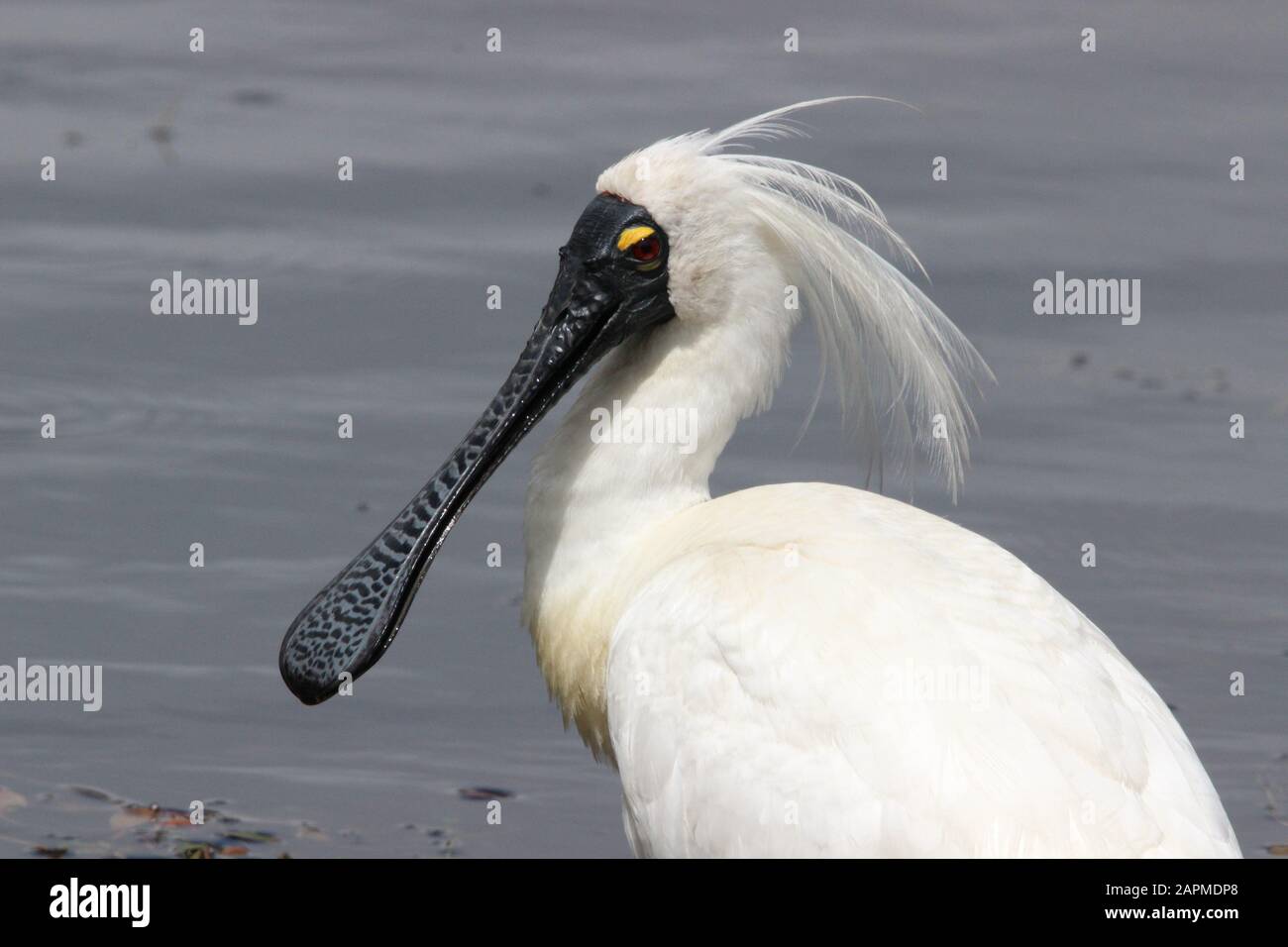 Royal Spoonbill Crest High Resolution Stock Photography and Images - Alamy