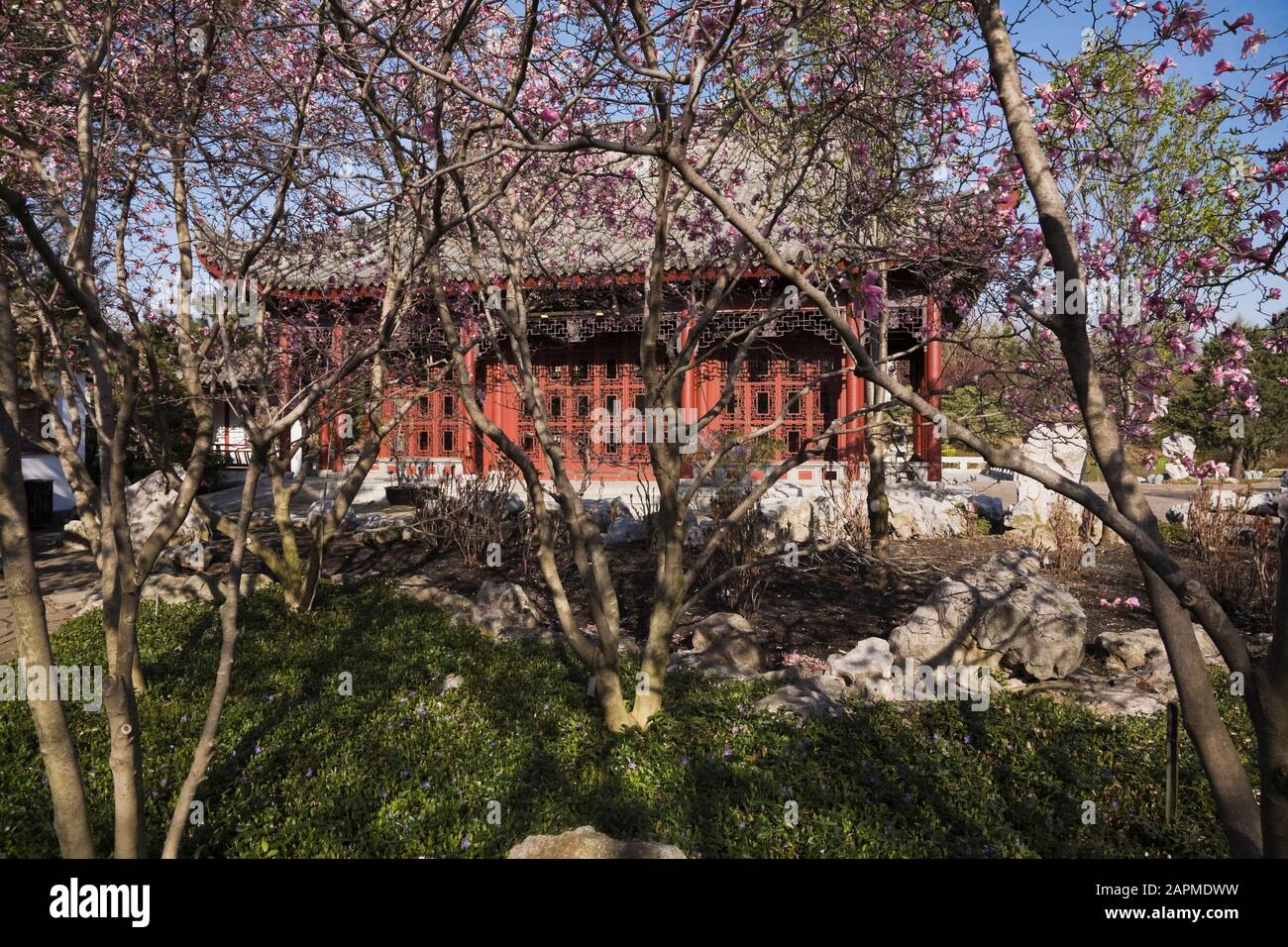 The Friendship Hall pavilion through Magnolia trees at the Chinese Garden in spring, Montreal Botanical Garden, Quebec, Canada Stock Photo