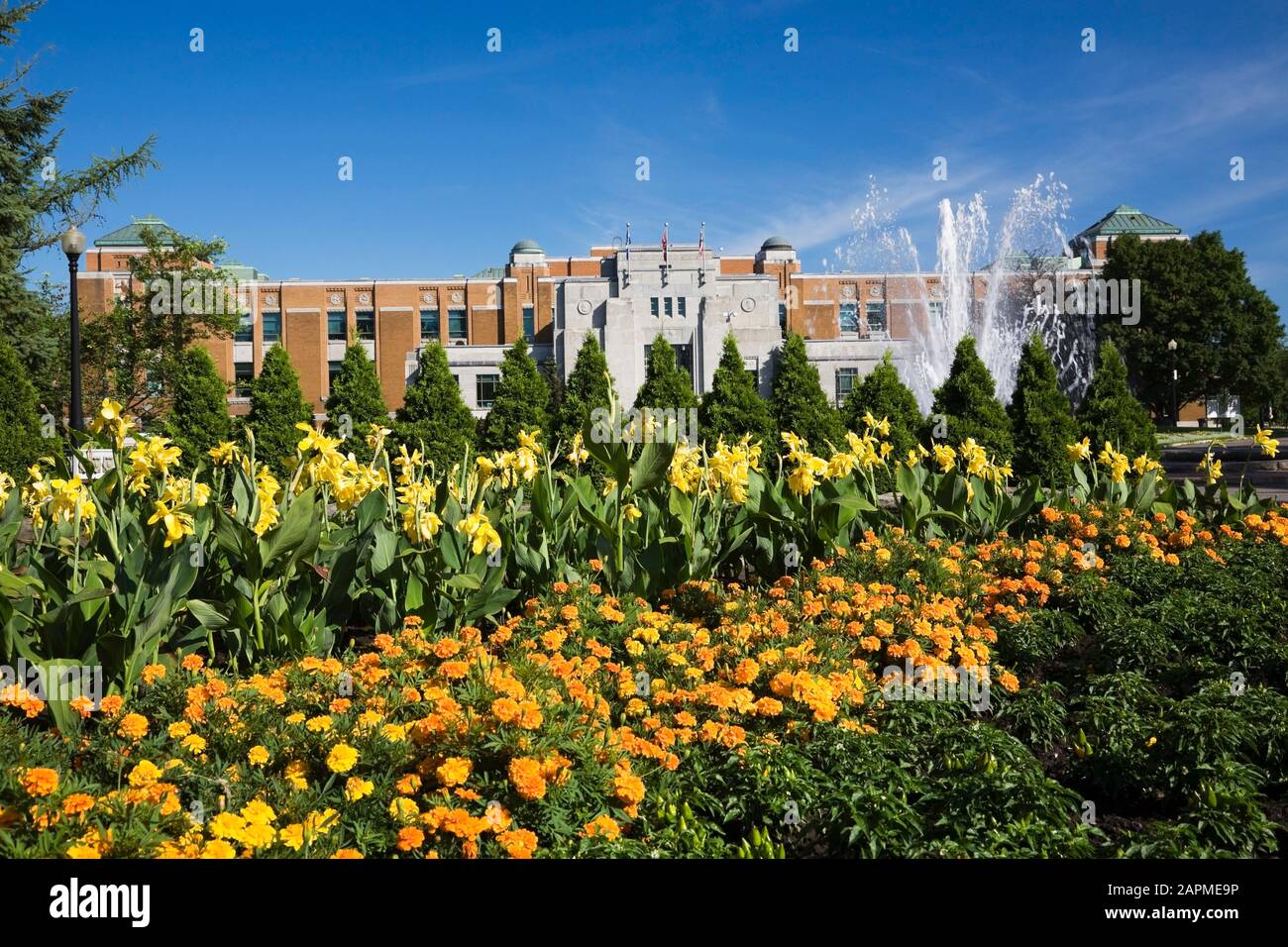 Borders planted with deep orange Tagetes 'Zenith' - Marigold, yellow Canna - Indian Shot flowers with administrative building in background in summer Stock Photo