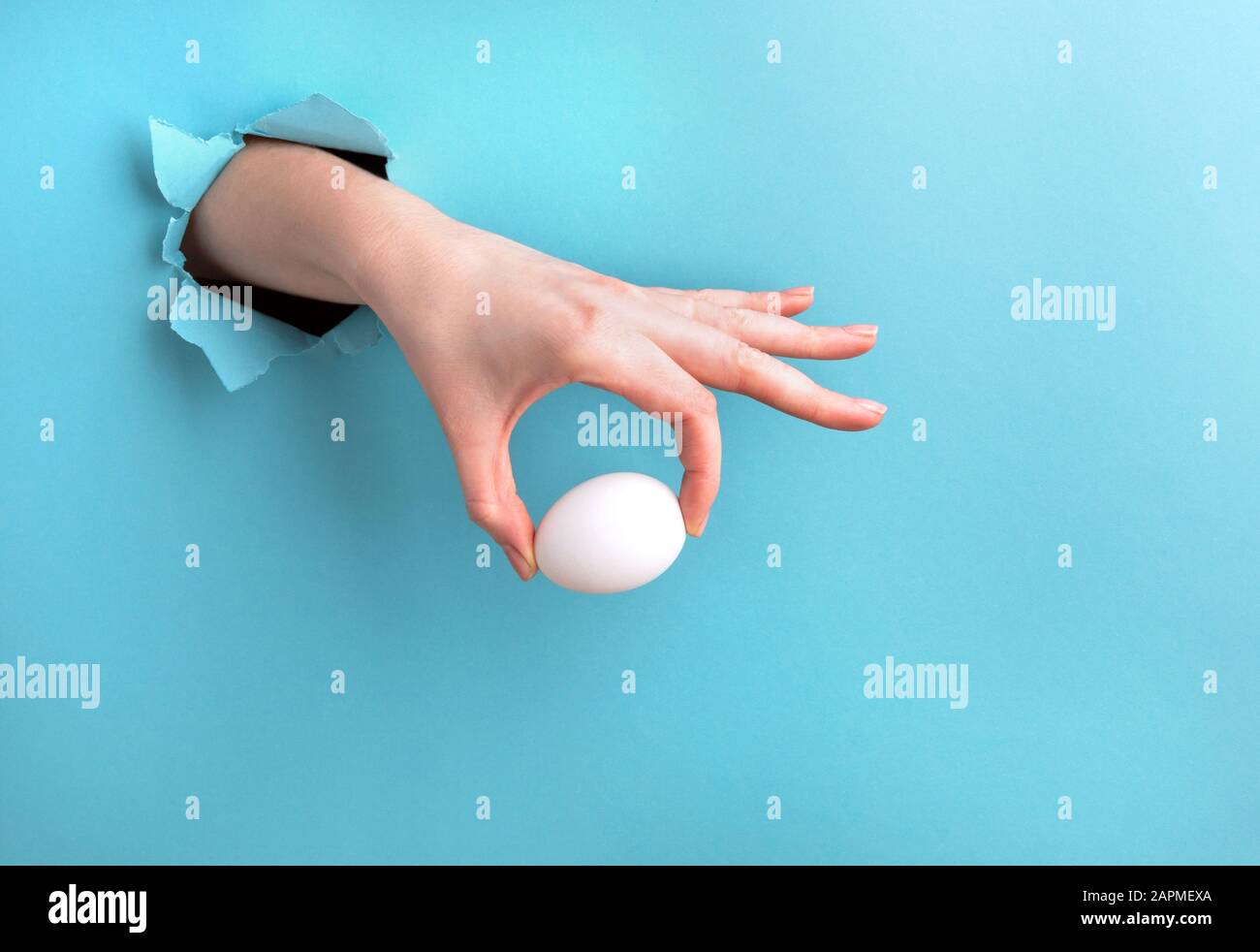 White egg in a woman's hand against a blue background with a hole. Minimalist photo with a place for text Stock Photo