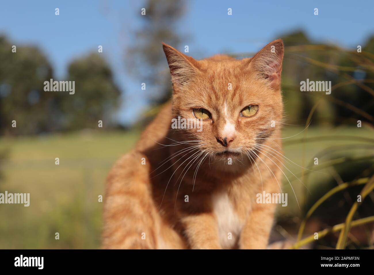 Orange cat looking at the camera Stock Photo Alamy