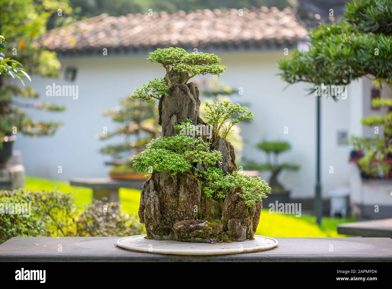 Bonsai trees on a rock on a stone table in Baihuatan park, Chengdu, Sichuan province, China Stock Photo