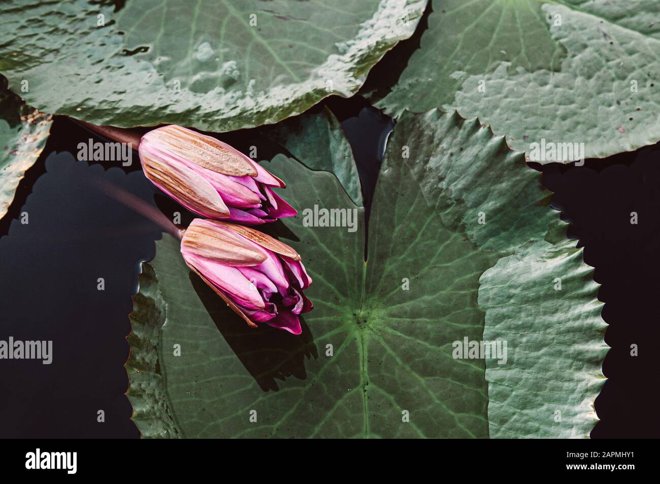Sweet soft pink lotus water lilies before bloom under morning light - pure and beautiful tropical water plant in Thailand Stock Photo
