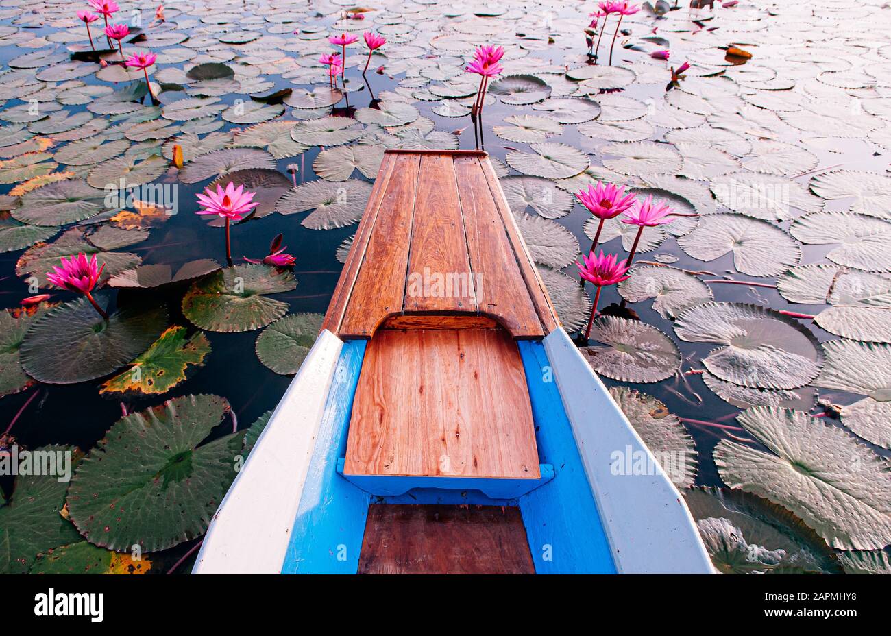 Thai long tail boat bow travel in peaceful Nong Harn full bloom red lotus lake, Udonthani - Thailand. Wooden boat in red water lilies lotus sea. Stock Photo