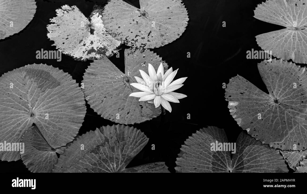 Sweet soft pink lotus water lilies full bloom under morning light - pure and beautiful tropical water plant in Thailand black and white Stock Photo