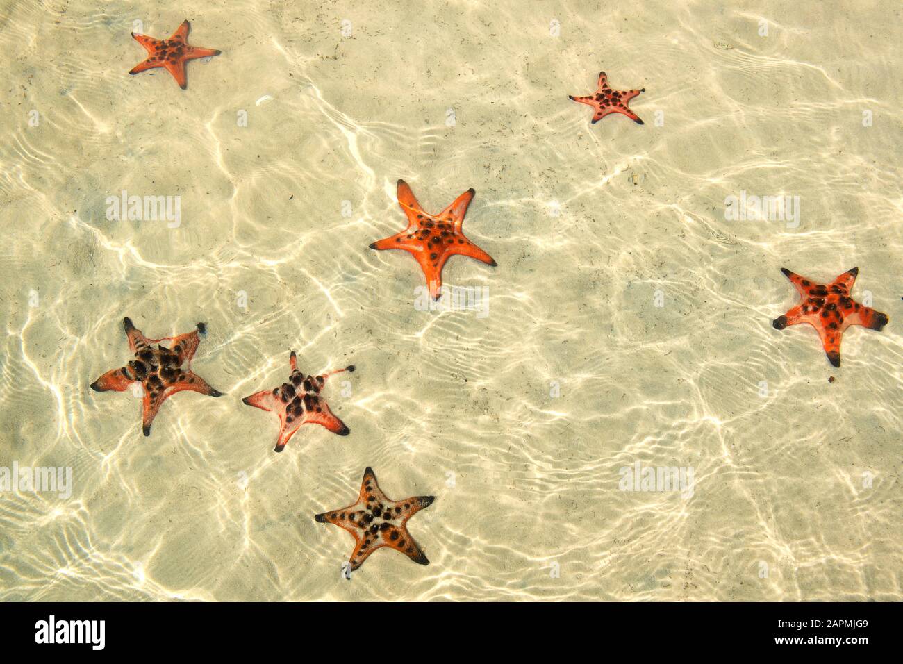 How To See Starfish In Phu Quoc
