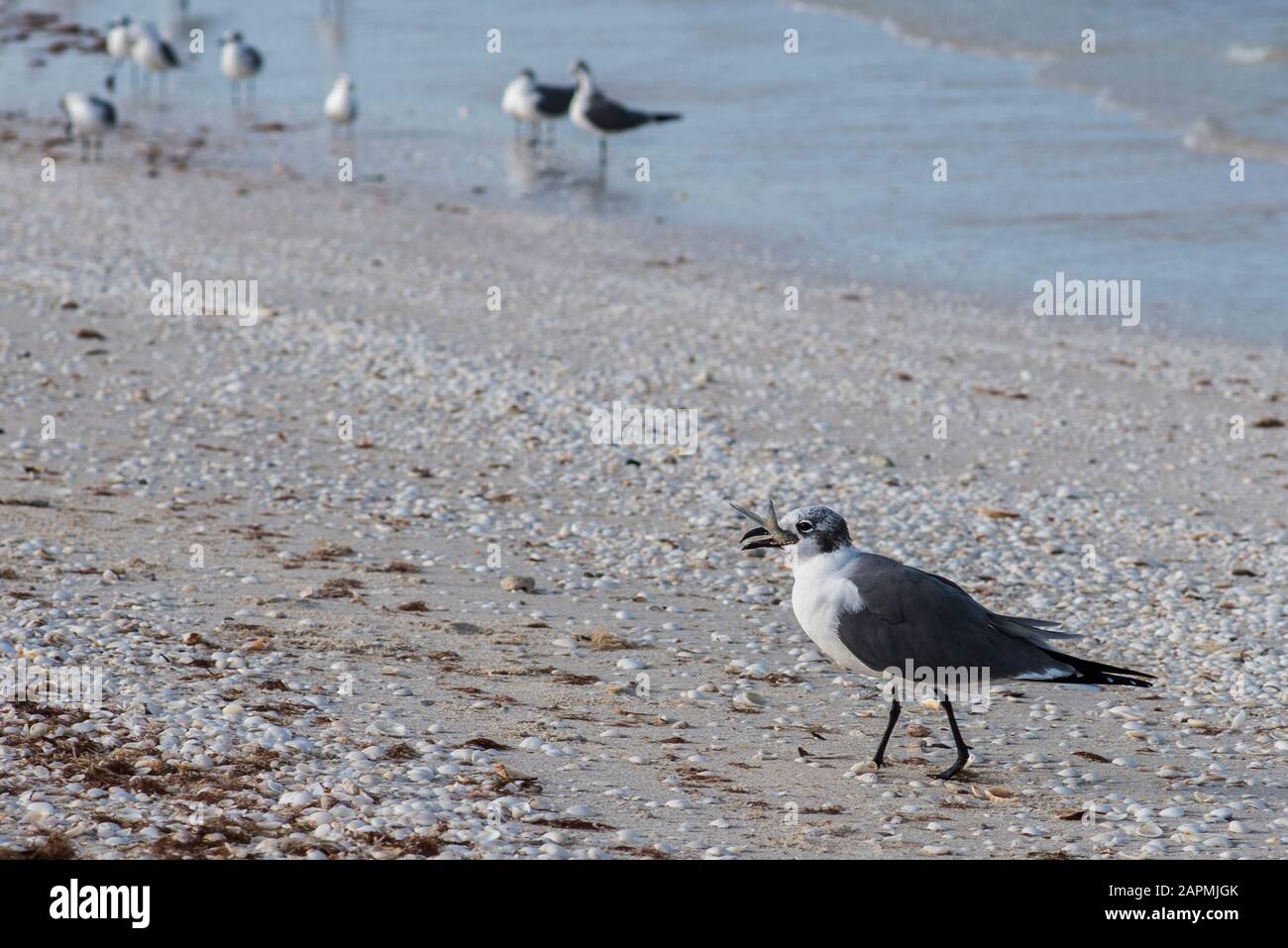 Seagull trying to swallow a fish, at Celestun, Yucatan Stock Photo