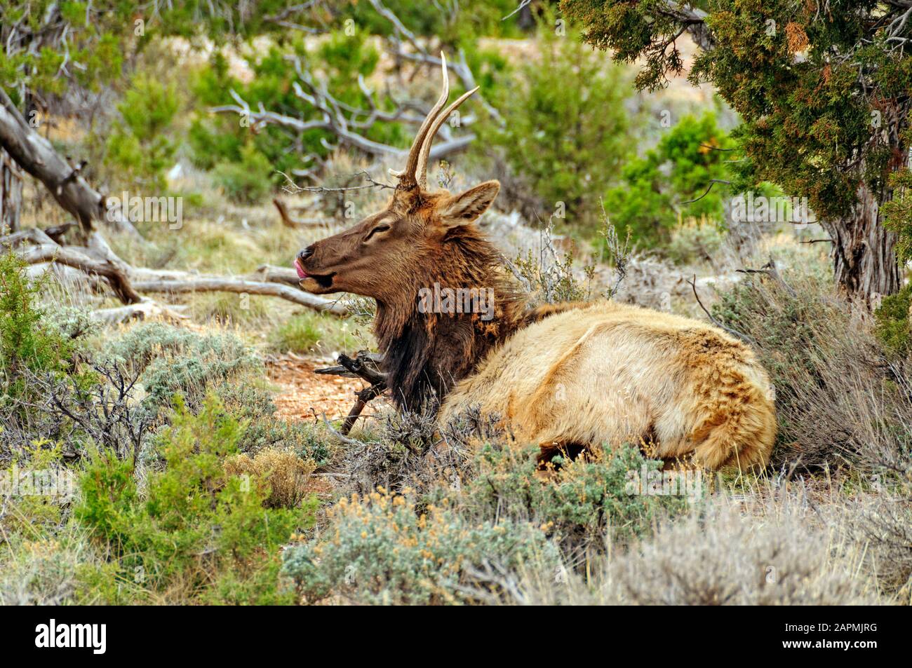 American Elk Near the South Rim of the Grand Canyon Stock Photo