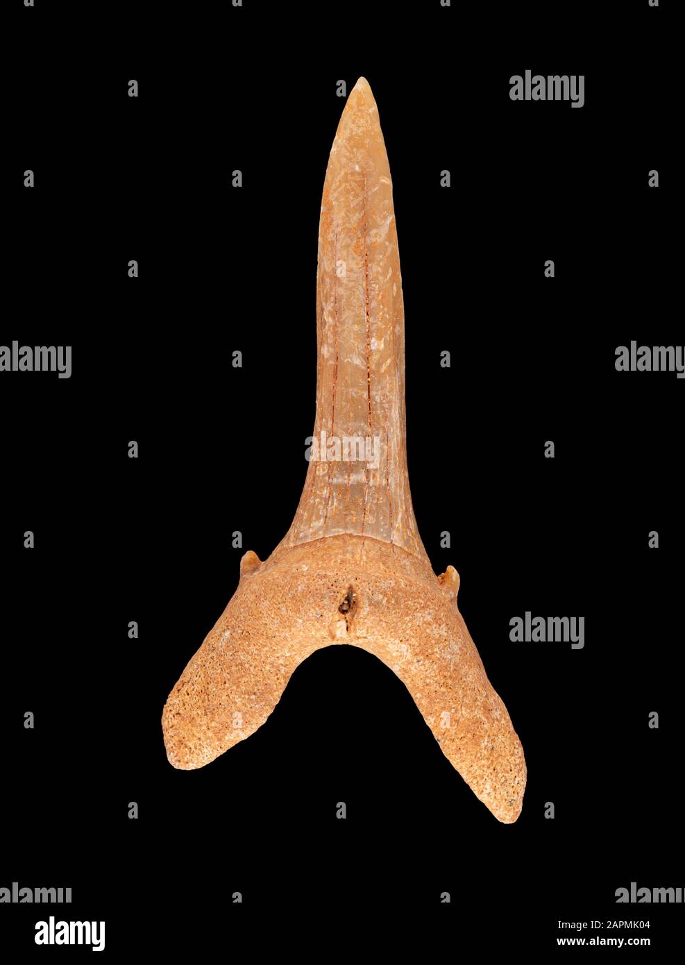 Fossil lower anterior tooth of a sand tiger shark, Carcharias taurus. Sand tiger sharks evolved in the Miocene epoch, 5 to 23 million years ago, and a Stock Photo