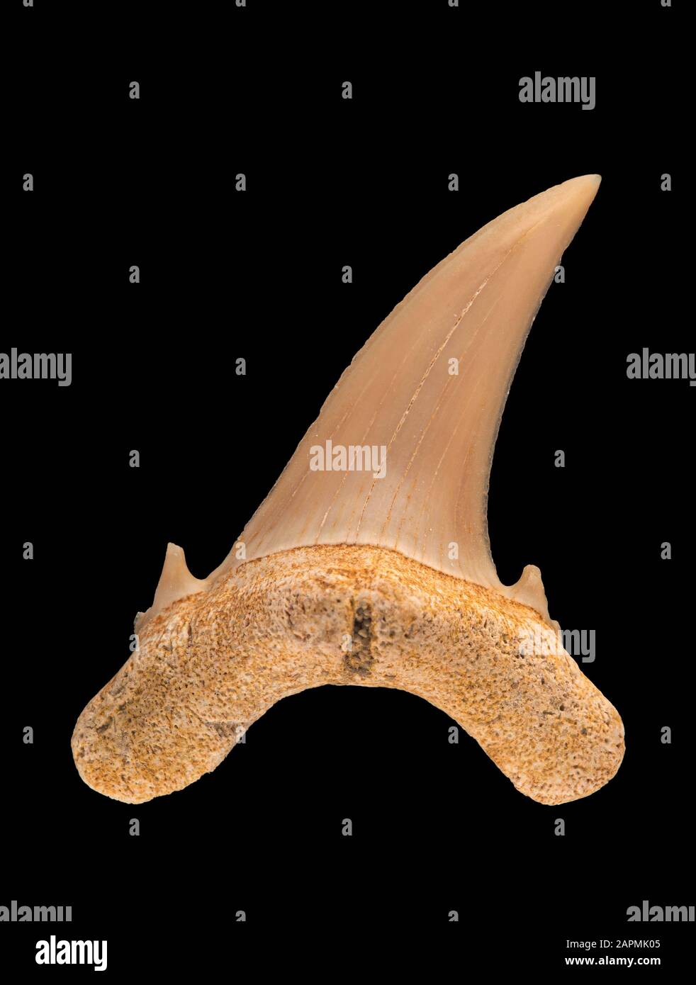 Fossil upper lateral (side) tooth of a sand tiger shark, Carcharias taurus. Sand tiger sharks evolved in the Miocene epoch, 5 to 23 million years ago, Stock Photo