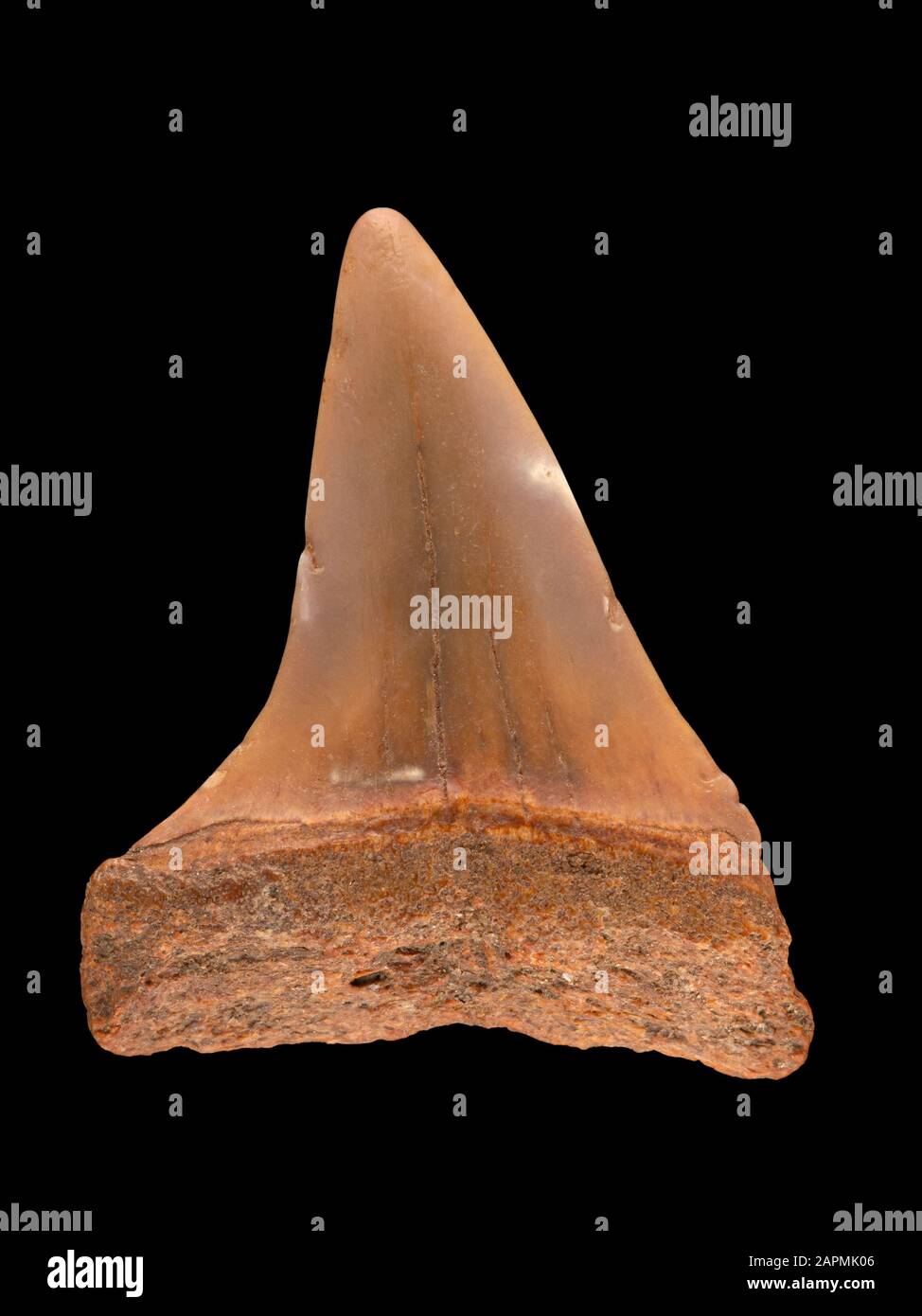 Fossil extinct giant mako shark, Cosmopolitodus hastalis (Carcharodon plicatilis). These were a