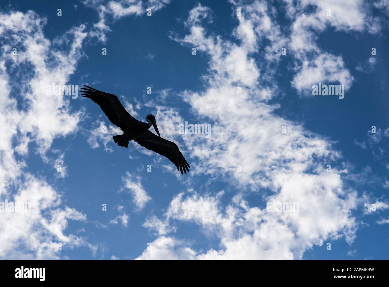 Silhouette of a pelican flying Stock Photo - Alamy