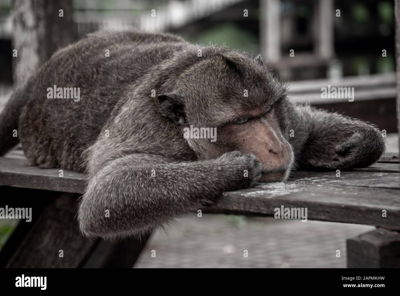 A monkey (Crab-eating macaque) sleep well on the waterfront pavilion ...
