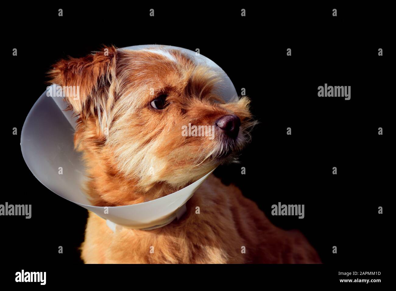A small brown hairy cute dog sits in front of a dark background and has a white plastic frill around his neck because he has been medically treated Stock Photo