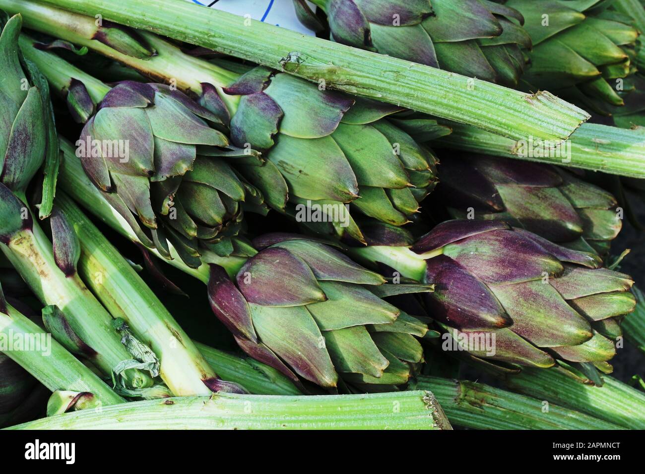 Artichokes with stalks on display Stock Photo