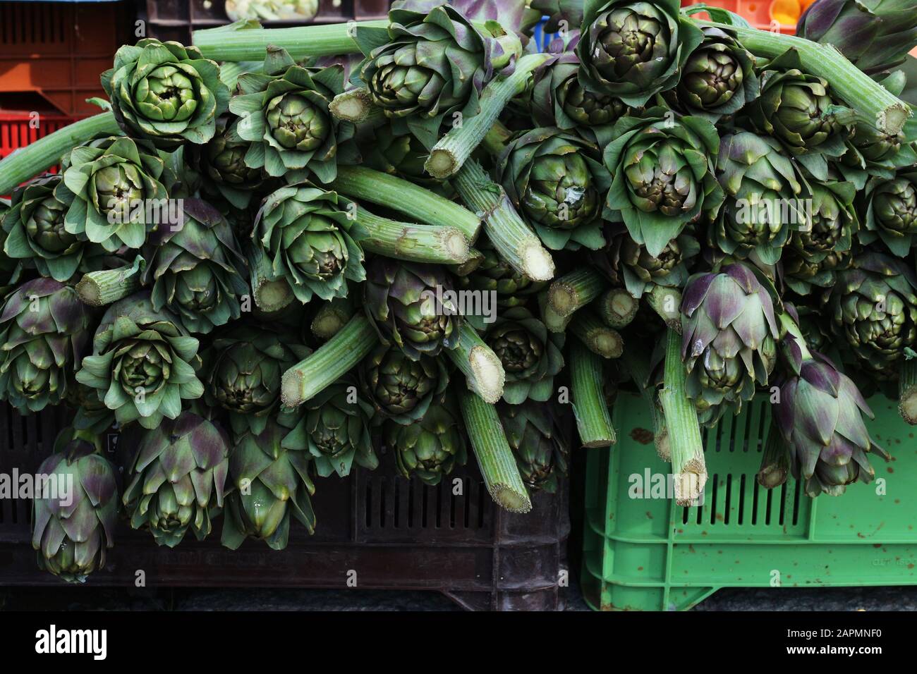 Artichokes with stalks on display Stock Photo