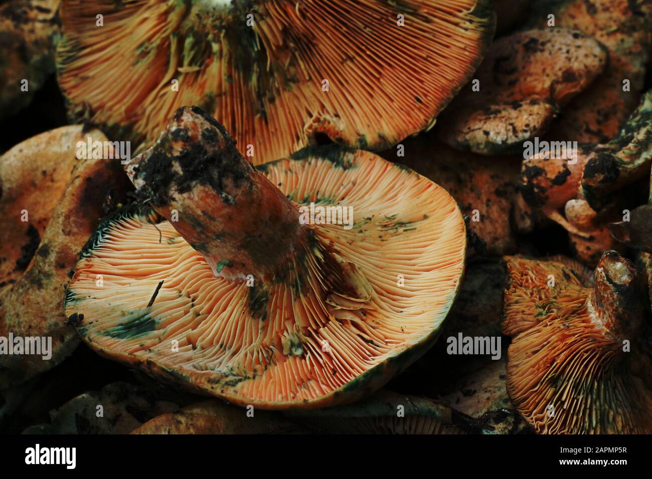 Large brown wild forest mushrooms on display in market Stock Photo