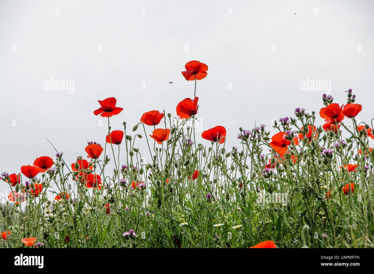 Poppies White Background High Resolution Stock Photography and Images ...