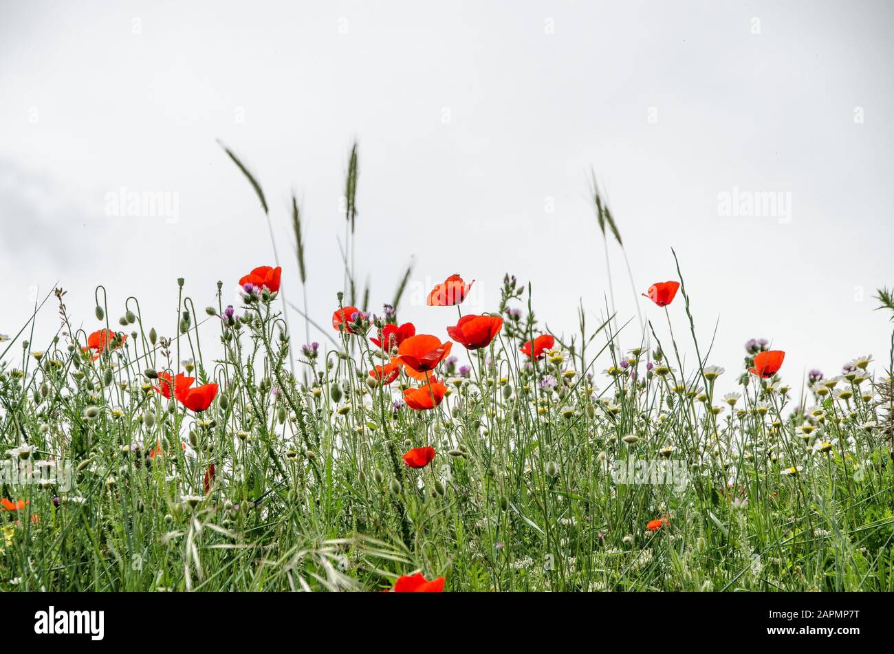 Poppies White Background High Resolution Stock Photography and Images ...
